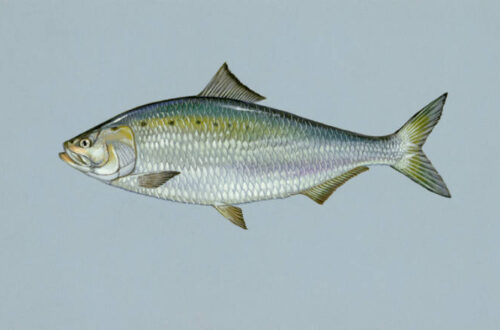 A color drawing of an American shad (Alosa sapidissima) by Duane Raver commissioned by the Fish and Wildlife Service.