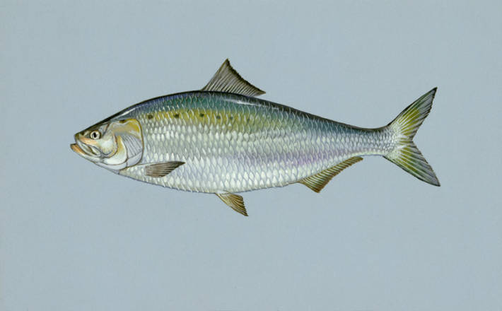 Shad, the Most Delicious Fish - Sleepy Hollow Country