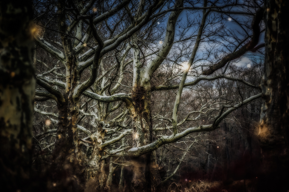 Trees in Rockefeller State Park are outlined against a dark, moody sky.