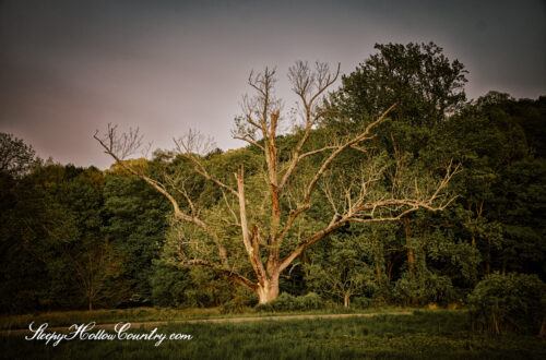A dead ash tree stands at the entrance the Buttermilk Hill segment of Rockefeller State Park Preserve.
