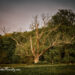 A dead ash tree stands at the entrance the Buttermilk Hill segment of Rockefeller State Park Preserve.