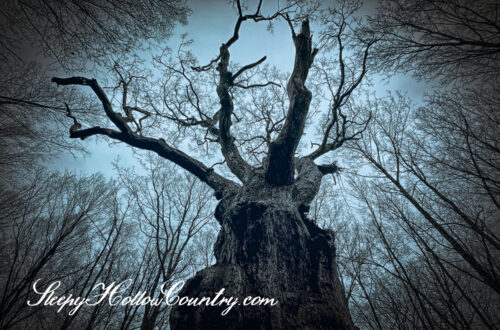 The Boutonville Oak in Ward Pound Ridge Reservation is reputedly haunted.